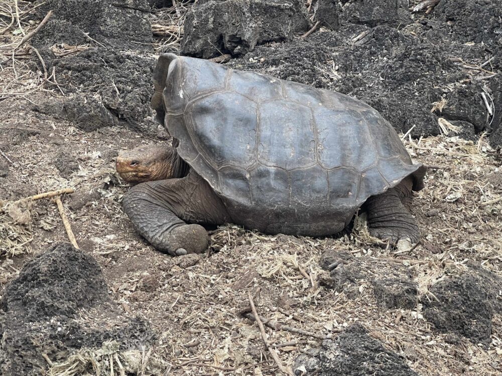travel to galapagos islands