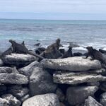 How to travel to Galapagos Islands